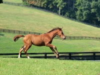 Picture of holstein foal running in field