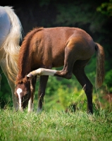 Picture of Holstein foal scratching