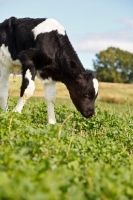 Picture of Holstein Friesian calf grazing