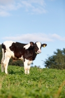 Picture of Holstein Friesian calf in field