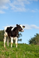 Picture of Holstein Friesian calf