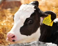 Picture of holstein friesian calf