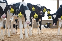 Picture of Holstein Friesian calves in bar