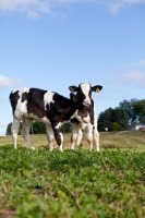 Picture of Holstein Friesian calves in field