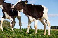 Picture of Holstein Friesian calves walking in field