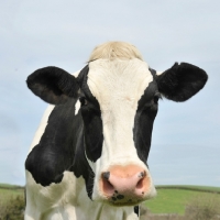 Picture of holstein friesian close up