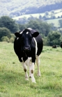 Picture of holstein friesian cow front view