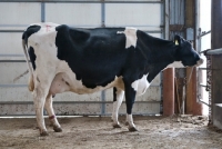 Picture of holstein friesian cow in barn