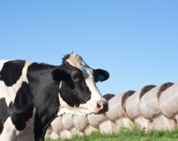 Picture of Holstein Friesian cow in field