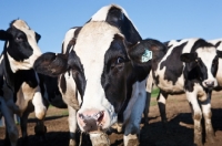 Picture of Holstein Friesian cow looking at camera