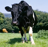 Picture of holstein friesian cow looking at photographer