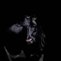 Picture of holstein friesian cow on black background
