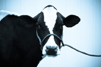 Picture of Holstein Friesian cow on lead