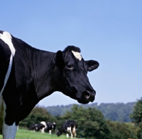 Picture of holstein friesian cow portrait