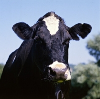 Picture of holstein friesian cow protrait