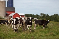 Picture of Holstein Friesian cows at farm