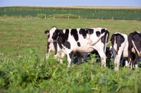 Picture of Holstein Friesian cows in field
