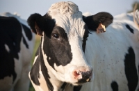 Picture of Holstein Friesian cow