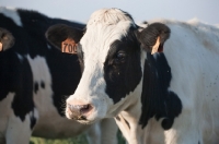 Picture of Holstein Friesian cow