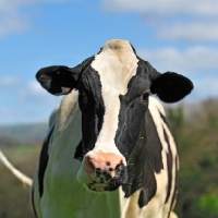 Picture of holstein friesian head study