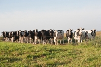 Picture of Holstein Friesian herd