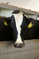 Picture of Holstein Friesian in barn