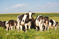 Picture of Holstein Friesian in grassy pasture