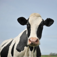 Picture of holstein friesian portrait