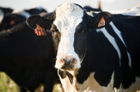 Picture of Holstein Friesian portrait