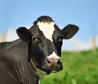 Picture of holstein friesian portrait