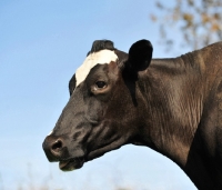 Picture of holstein friesian profile