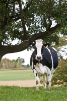 Picture of Holstein Friesian under tree