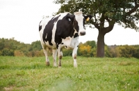 Picture of Holstein Friesian walking in field
