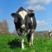 Picture of holstein friesian walking in field