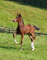 Picture of Holstein horse cantering in field