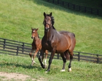 Picture of Holstein horses cantering in field