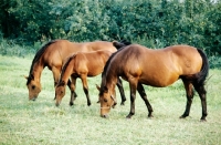 Picture of holstein mares and foal at elmshorn