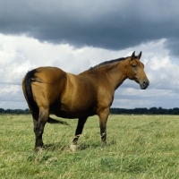 Picture of Holstein Old Type mare  standing in field