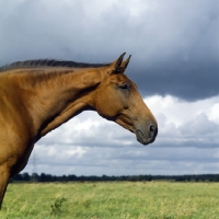 Picture of Holstein Old Type mare head and shoulders