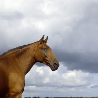 Picture of holstein old type mare, head and shoulders on grey sky