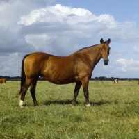 Picture of holstein old type mare in germany