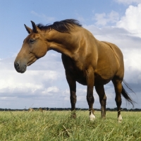 Picture of holstein old type mare, low angle view 