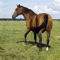 Picture of holstein old type mare walking away in field