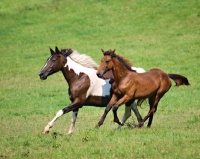 Picture of holstein running in field