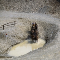 Picture of Holsteins, Cees van Opstal at the quarry, driving competition at zug 1981