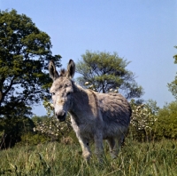 Picture of honey, donkey standing in an orchard