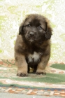 Picture of Honey with Black Mask, 6 week old Leonberger puppy, front view