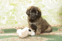 Picture of Honey with Black Mask, 6 week old Leonberger puppy with toy