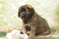 Picture of Honey with Black Mask, 6 week old Leonberger puppy