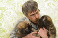 Picture of Honey with Black Mask, 6 week old Leonberger puppies